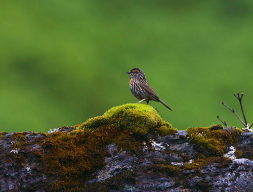 大自然保護(hù)協(xié)會(huì)